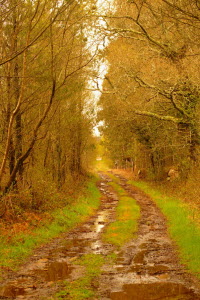 trees-path