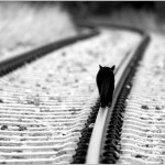 alone_cat_tracks