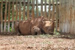 RT @DSWT: Maxwell enjoying a lunchtime snack a mom…