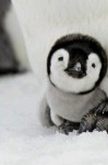 RT @Earth_Pics: A Baby Penguin, very cute. http://…