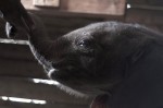 RT @DSWT: Baby #elephant Kamok, newborn when rescu…