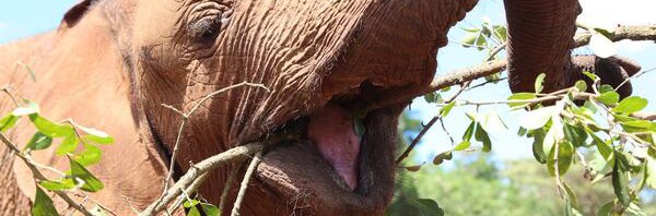 Sweet RT @DSWT: Orphaned #elephant Kithaka enjoyin…
