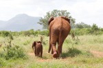 Thoughtful gift RT @DSWT: Foster an #elephant for…