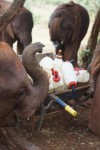 RT @DSWT: Are some of the orphaned elephants in ou…
