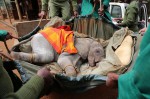 RT @DSWT: Meet Murit – an orphaned #elephant rescu…
