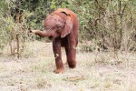 RT @DSWT: It’s #FosterFriday! Find our which 3wk o…