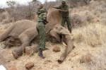RT @DSWT: Sky Vets treat an injured bull #elephant…