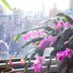 Yes, this is my Christmas Cactus in the office tha…