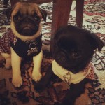 Winston and Banks ready for their first day of pup…