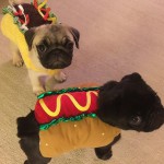 Winston and Banks were delicious for #Halloween! #…