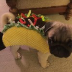 Winston as a taco. Yum. #Halloween #pug #instapug…